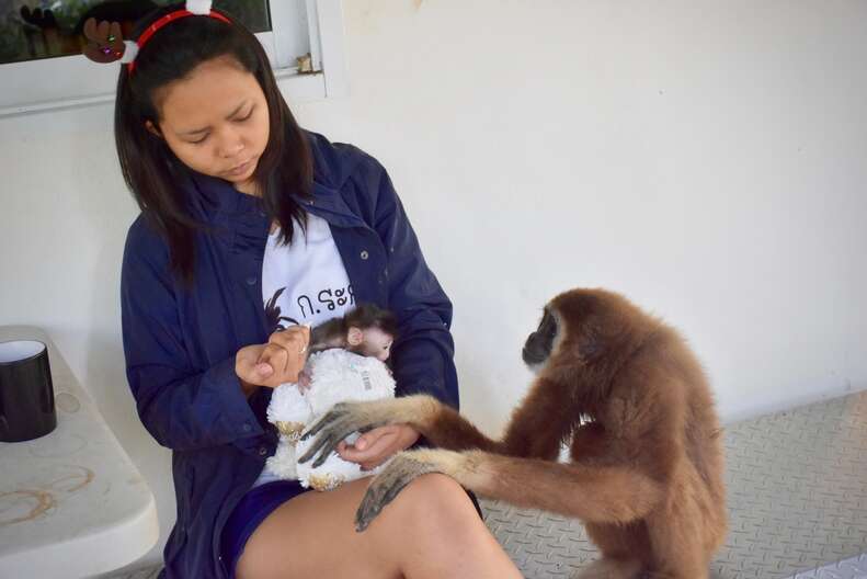 Gibbon looking up at baby macaque