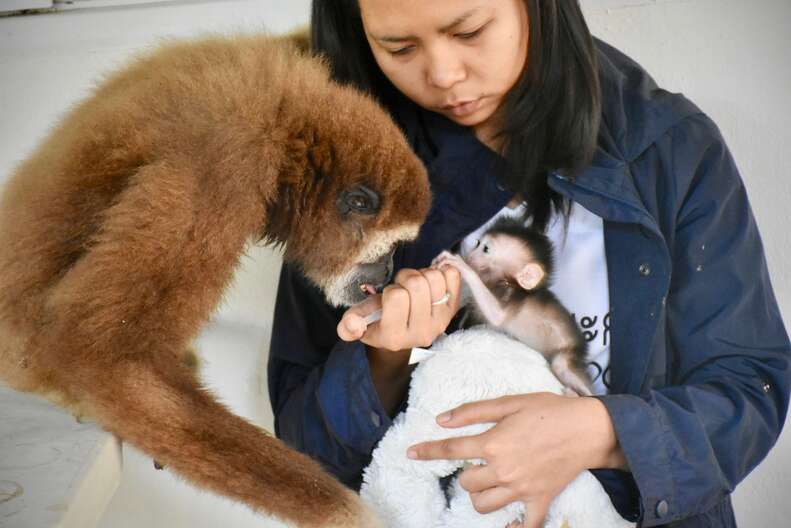 Gibbon trying to lick milk from syringe