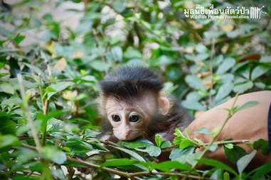 Baby macaque wrapped up in blanket