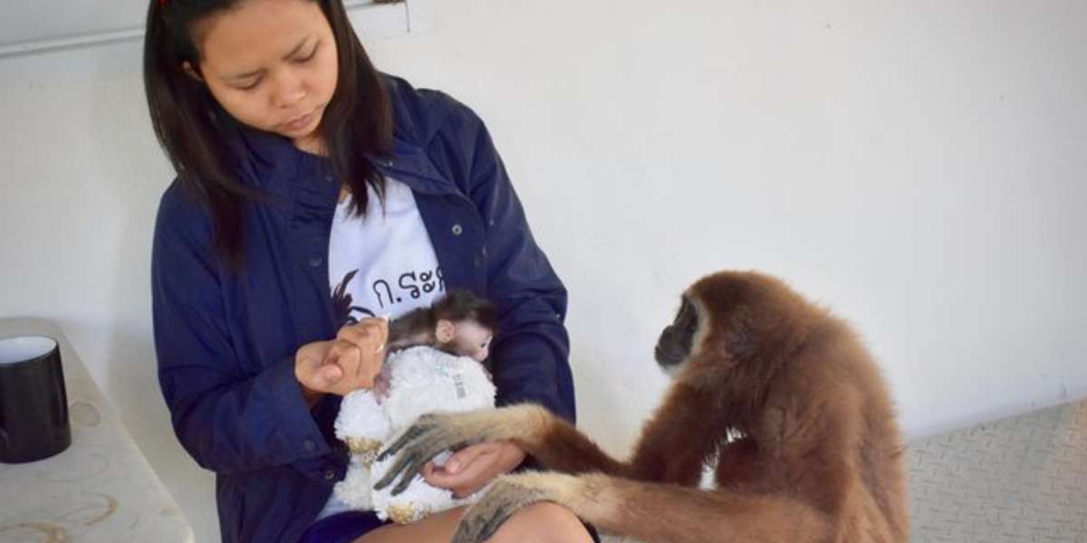 Gibbon Befriends Baby Macaque Monkey At Thailand Rescue Center The Dodo