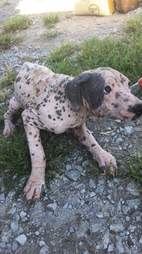 Dog saved from neglect case