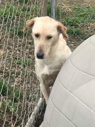 Dog saved from neglect case