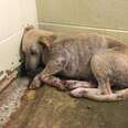 Dog saved from neglect case in Lawrence County, Alabama