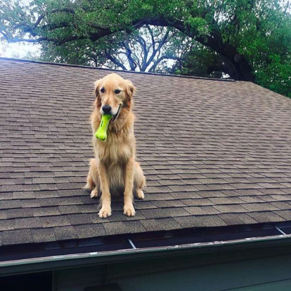 Huck The Golden Retriever Loves Chilling Out On His Roof The Dodo