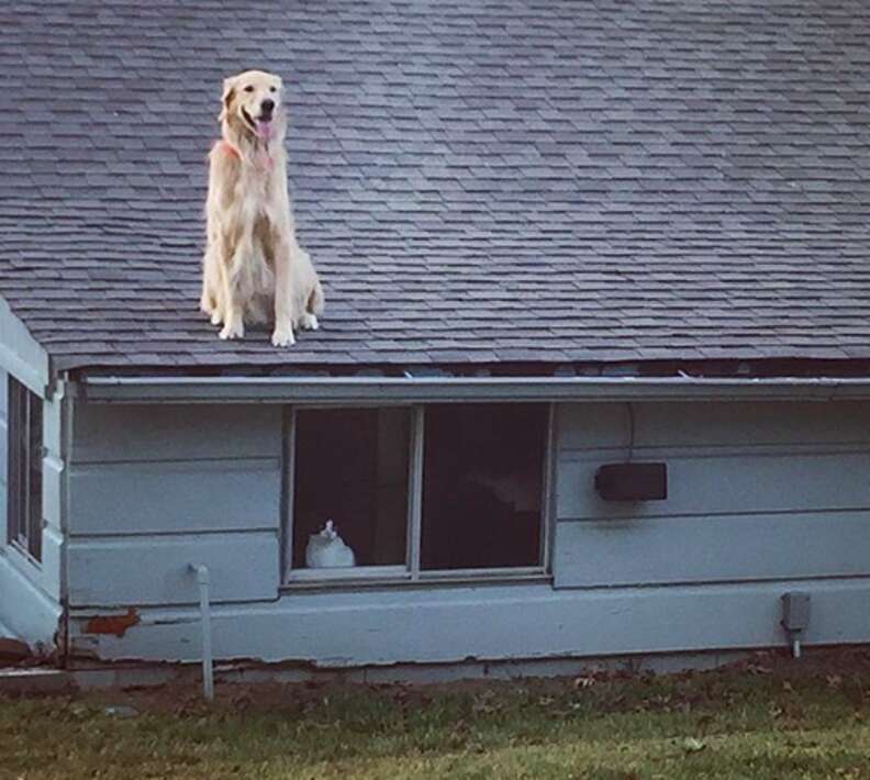 Huck The Golden Retriever Loves Chilling Out On His Roof - The Dodo