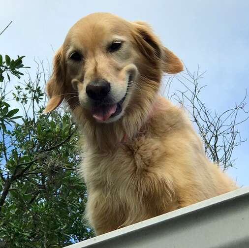 roof dog huck texas 