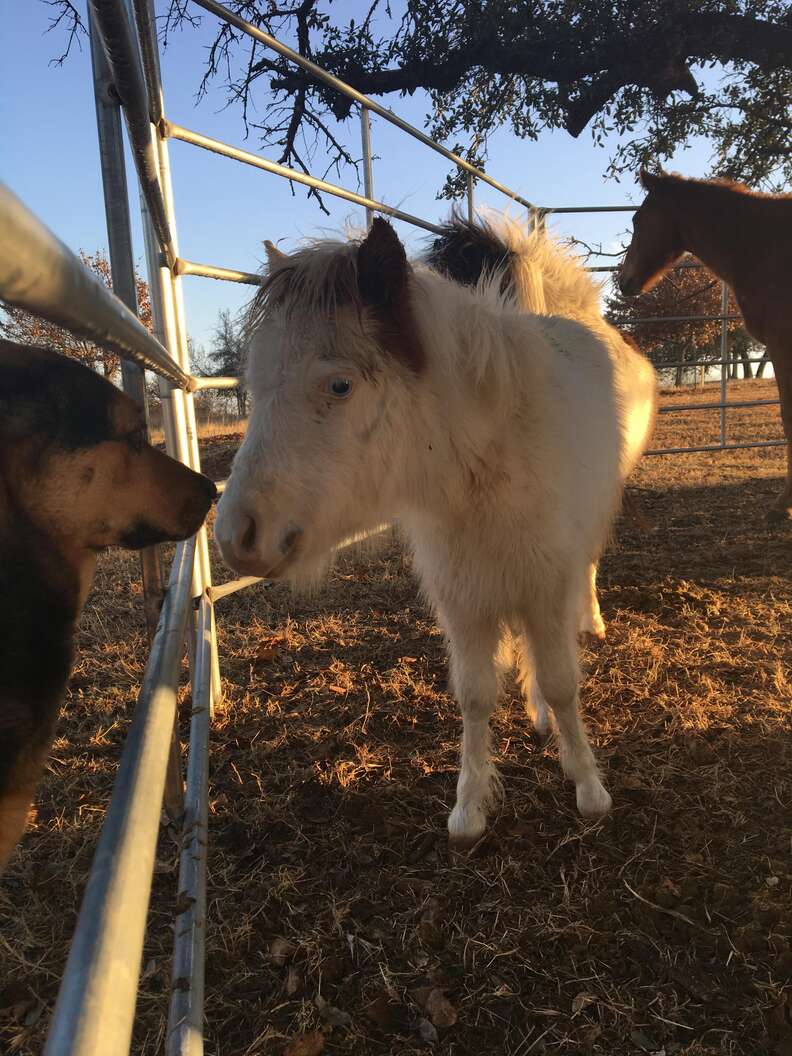 Mini horse kissing dog at refuge