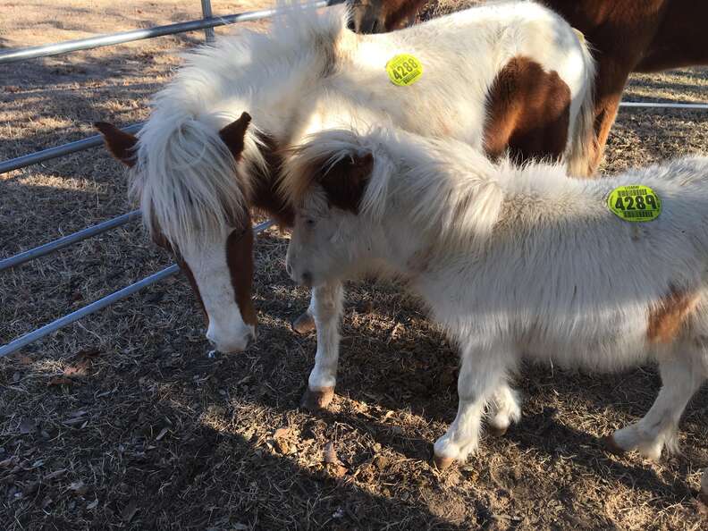 Mini horses rescued from Texas kill pen