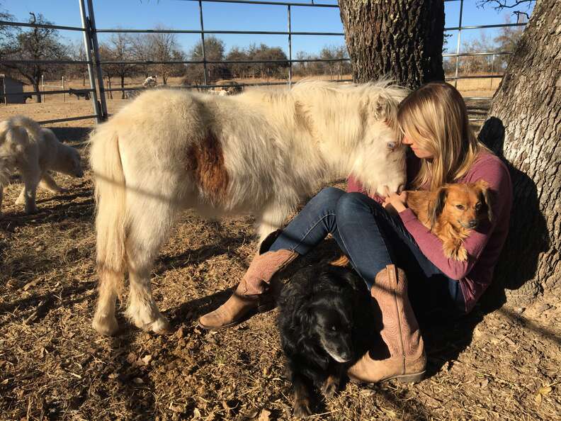 Mini horse snuggling up to rescuer