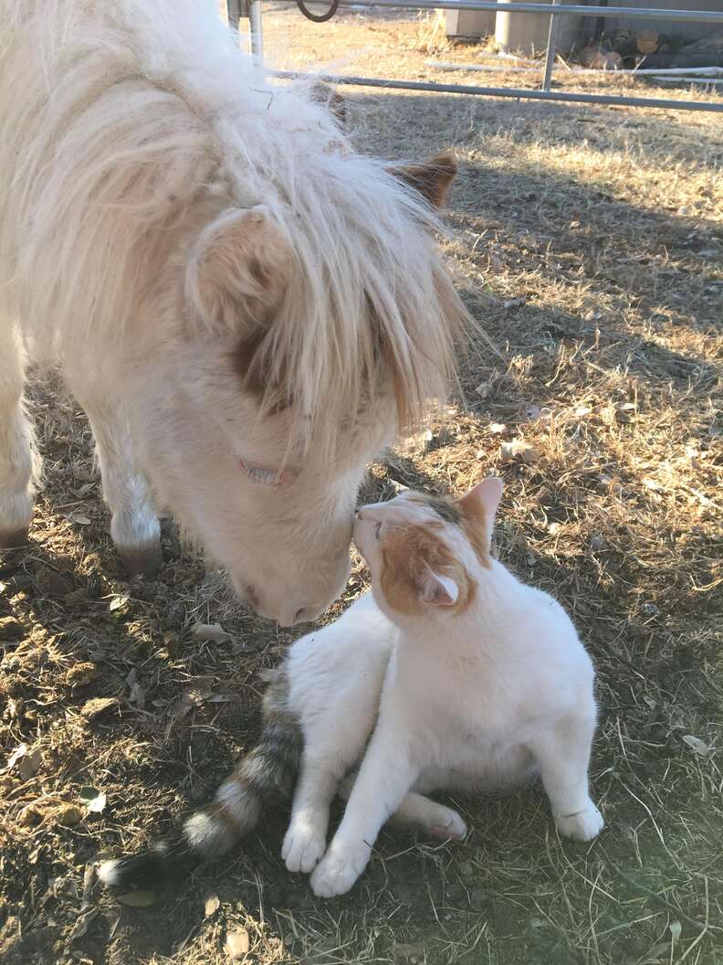 Cat kissing rescued mini horse