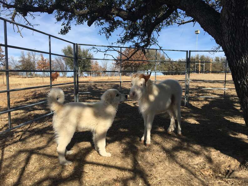 Mini horse kissing dog at rescue center