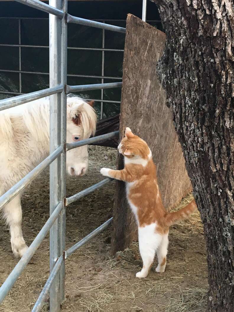 Mini horse saved from slaughter meeting cat