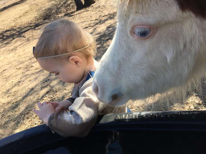 Mini horse snuggling up to toddler