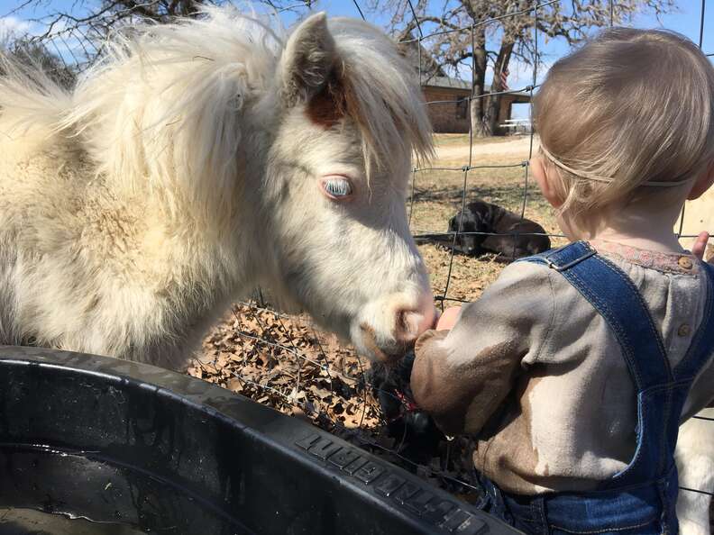 Rescued mini horse meeting toddler