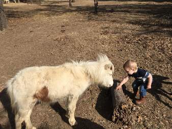 Mini horse meeting toddler