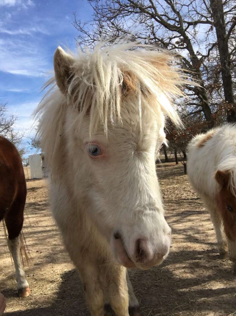 Mini horse saved from Texas kill pen