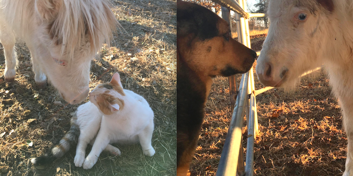 Miniature Horse With Blue Eyes Saved From Kill Pen Just In Time - The Dodo