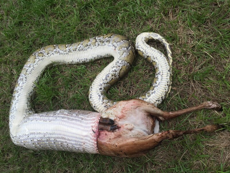 Watch a Snake Put On an Elaborate Death Performance