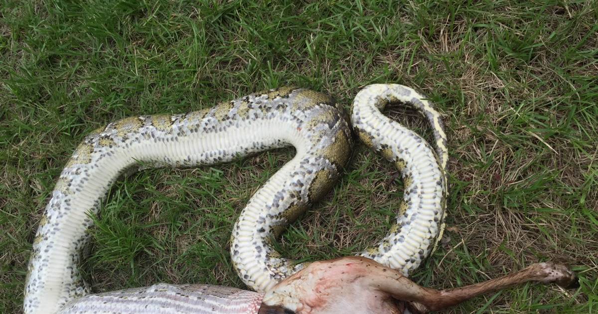 burmese python eats deer