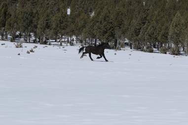 Horse reuniting with friend at sanctuary