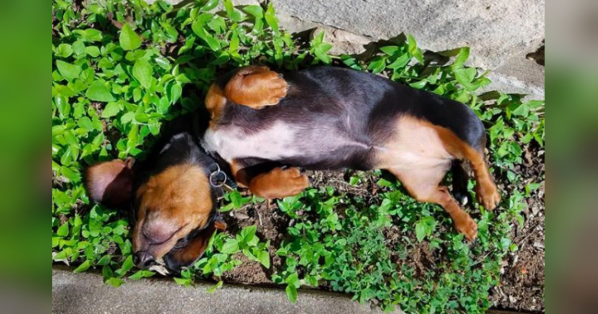 Do Dogs Have Belly Buttons? All About Animal Navels The Dodo