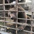 Brown bear locked up in small cage