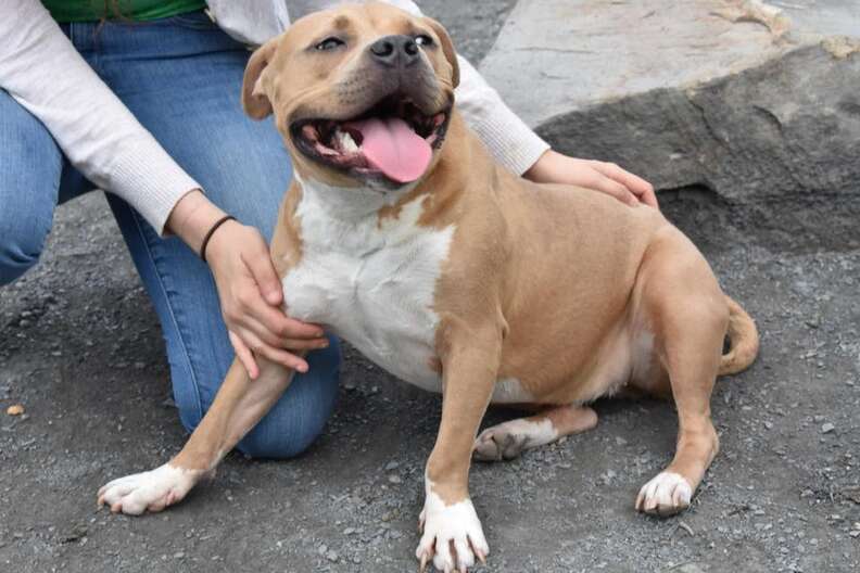 pit bull nice helena returned shelter