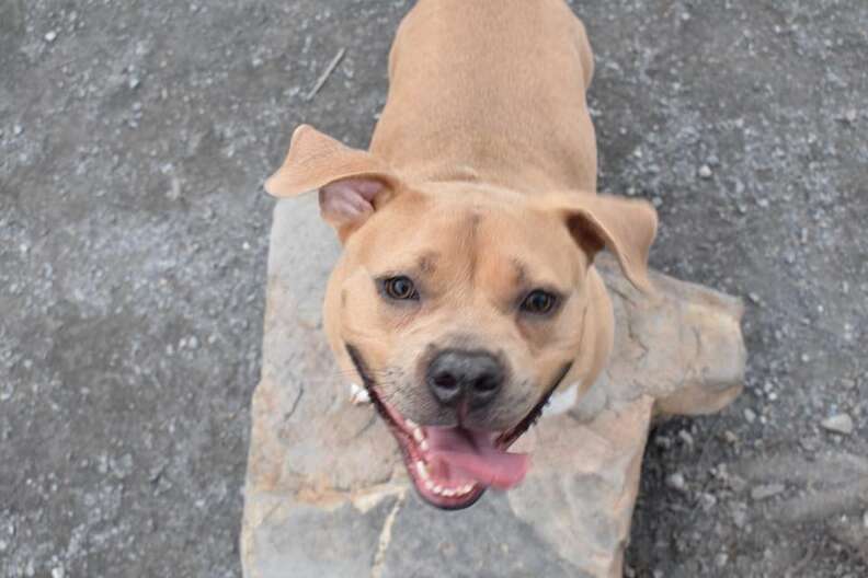 helena pit bull dog nice returned shelter