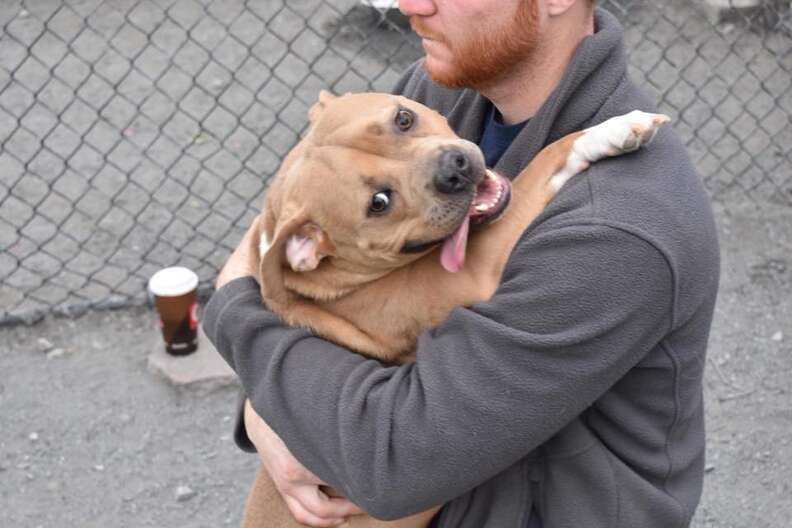 helena pit bull nice returned shelter