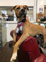 pit bull chair shelter illinois