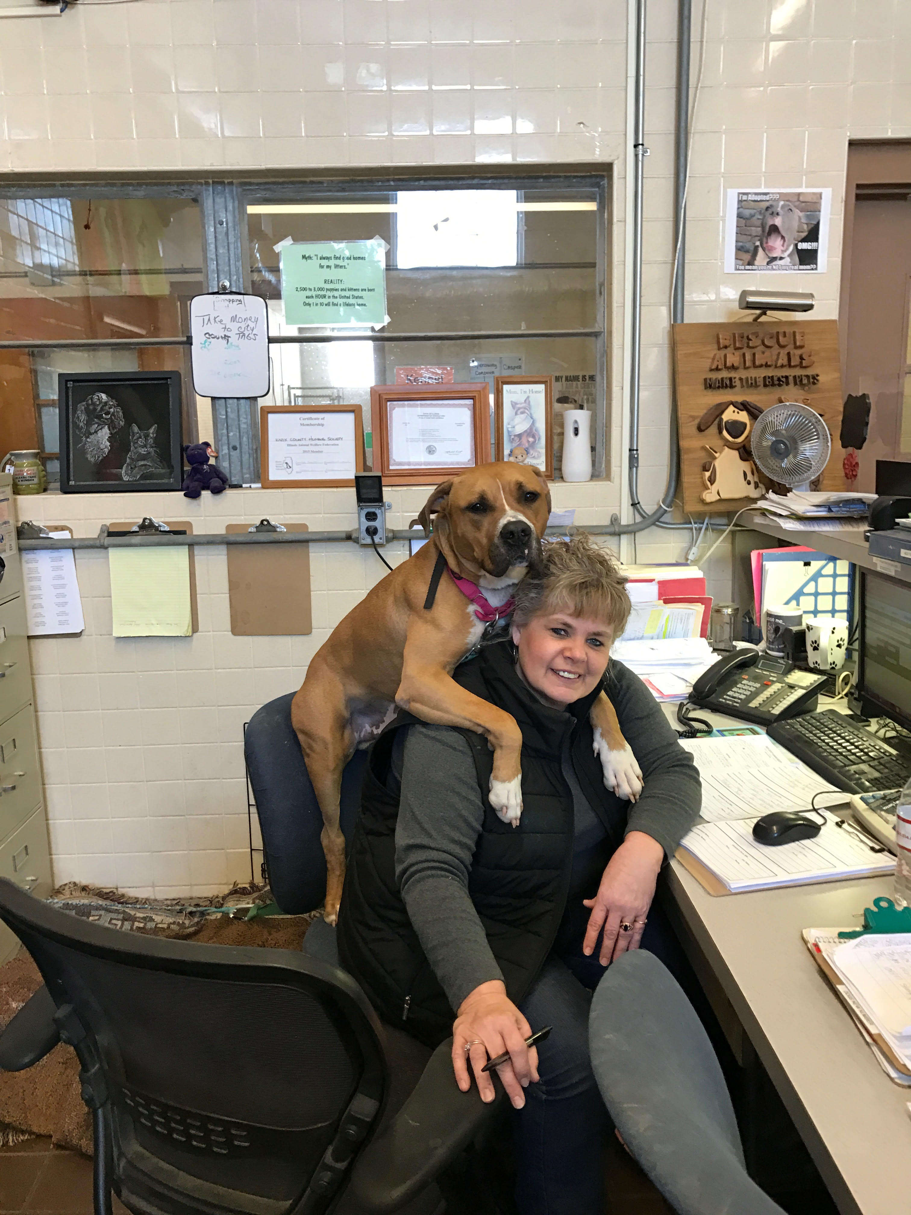 pit bull chair office shelter