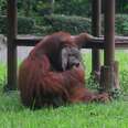Orangutan smoking cigarette inside zoo enclosure