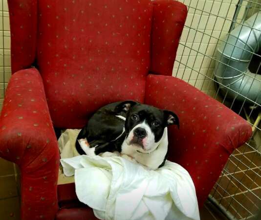 pit bull chair kennel shelter
