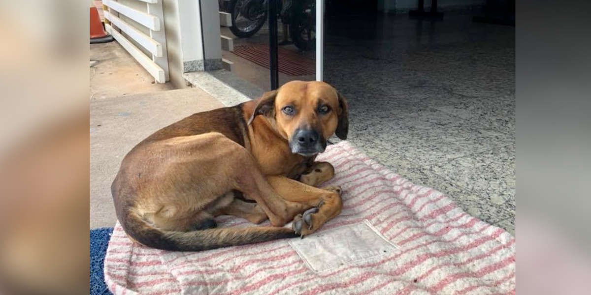 Loyal Dog Refuses To Leave Hospital After Owner's Death - The Dodo