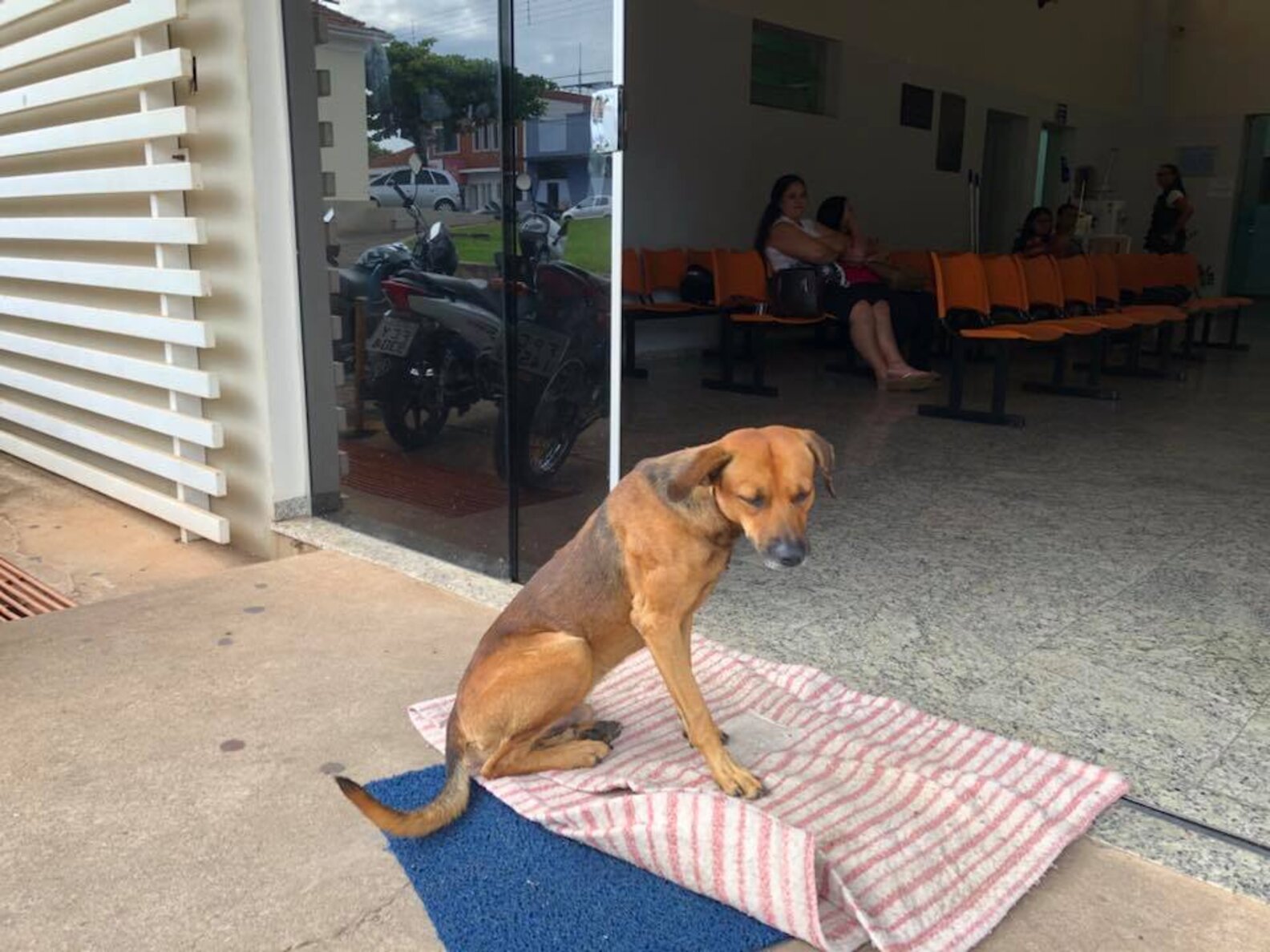 Loyal Dog Refuses To Leave Hospital After Owner's Death - The Dodo