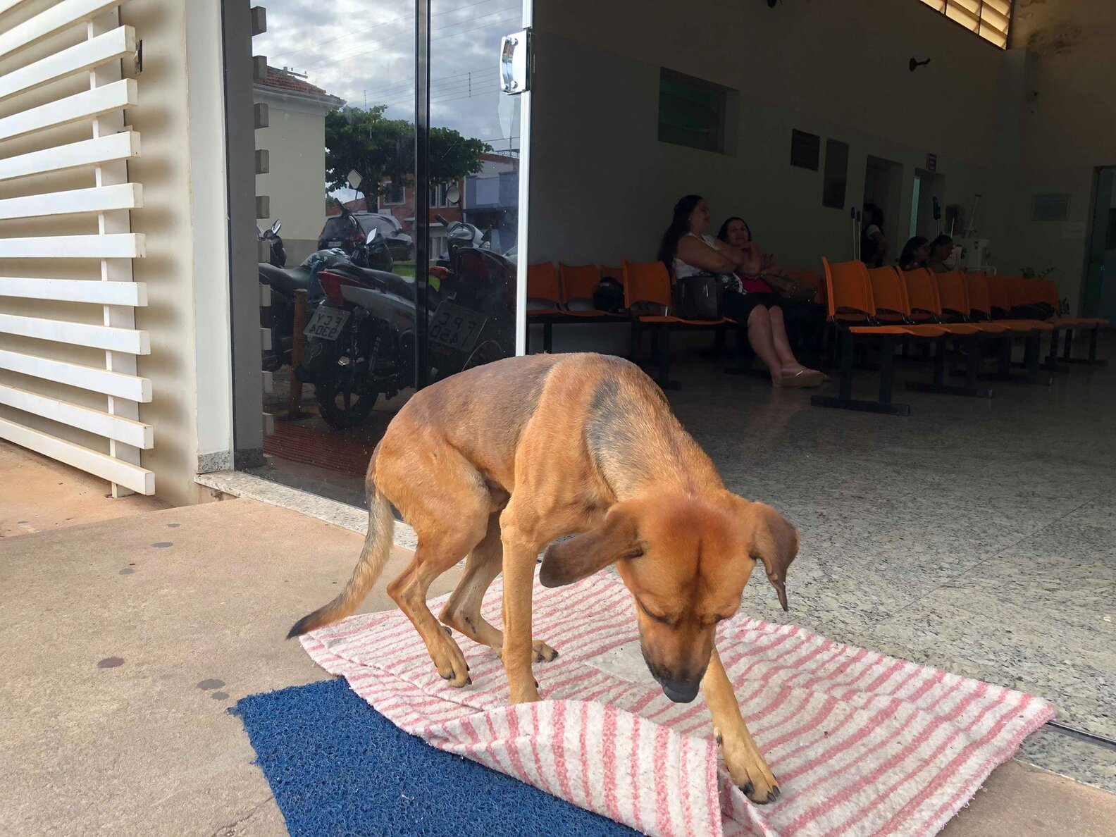 Loyal Dog Refuses To Leave Hospital After Owner's Death - The Dodo
