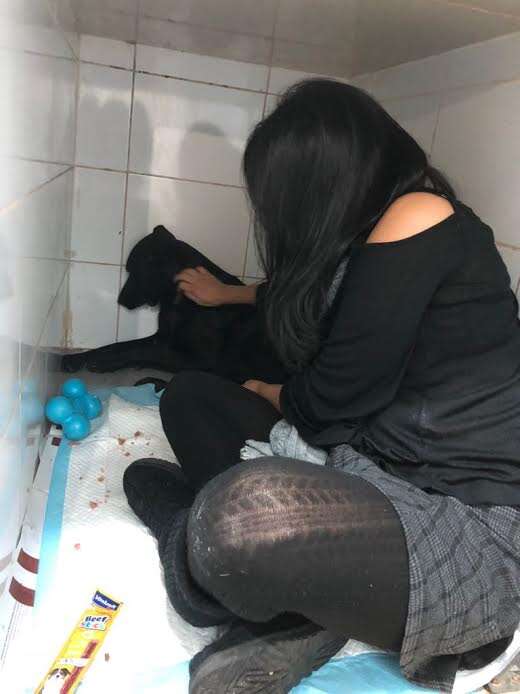 Woman trying to soothe dog in the back of a kennel