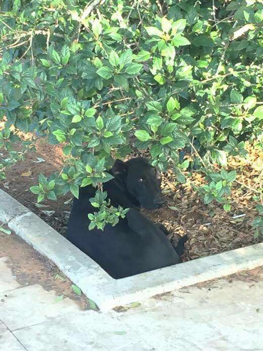 Dog hiding beneath some bushes