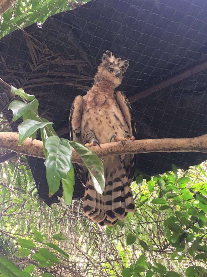 african crowned eagle liberia rescue