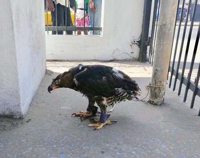african crowned eagle rescue liberia