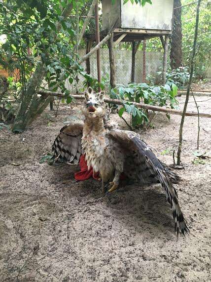 african crowned eagle rescue liberia