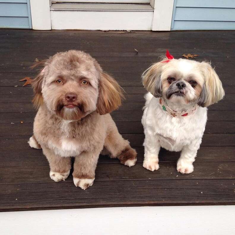 humans that look like their pets