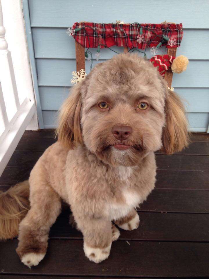 dog that looks like a human face