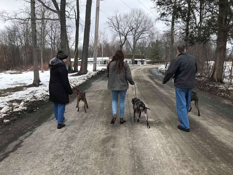 People walking dogs down a road in winter
