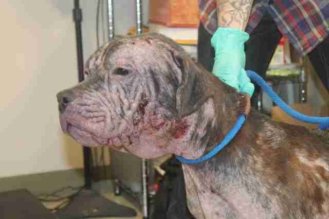 Dog with severe mange