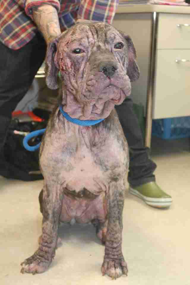 Rescued dog with severe mange