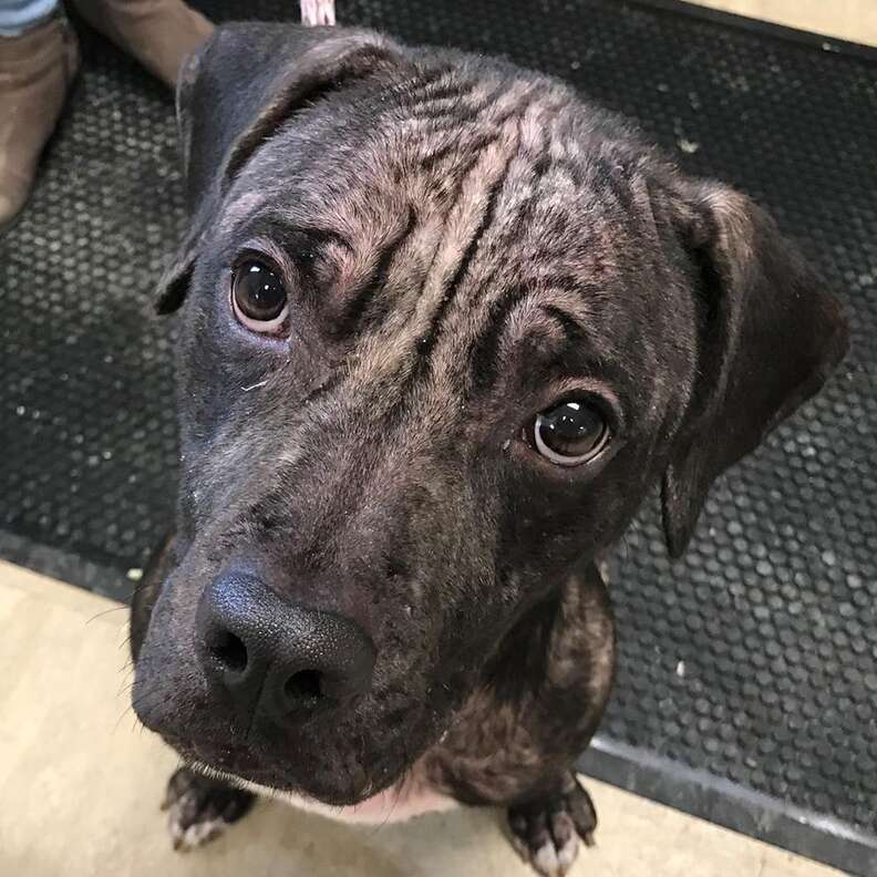 Dog with mange looking up at camera