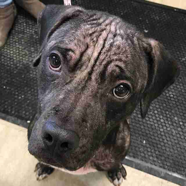 Dog with mange looking up at camera