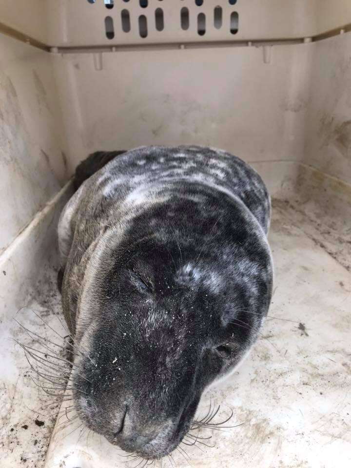 Gray seal being rescued in Massachusettes
