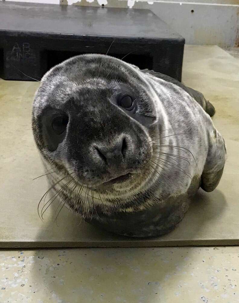 Saco the seal feeling better in rehab